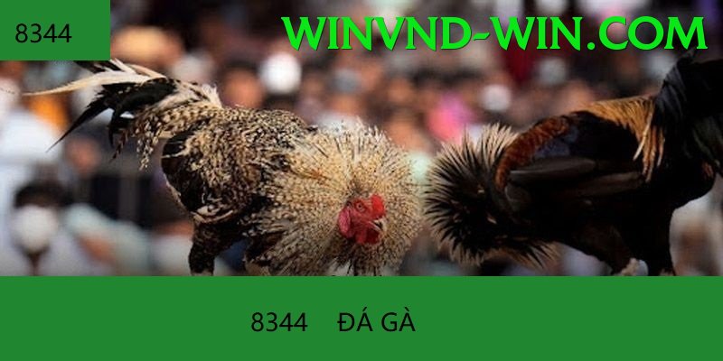 Trường Đấu Đá Gà Chuyên Nghiệp